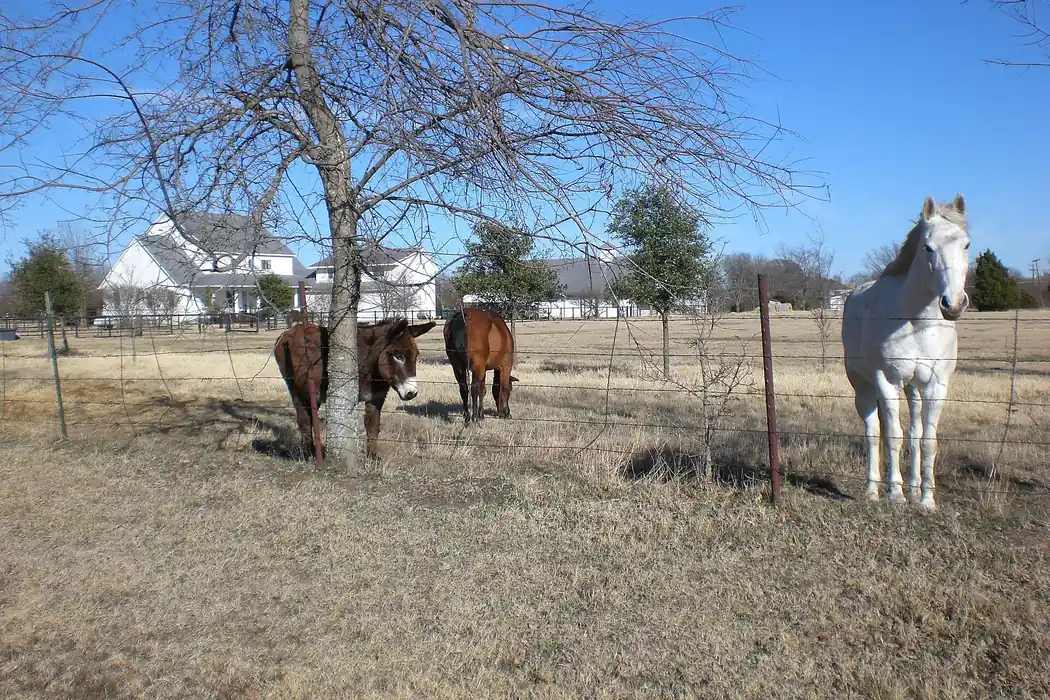 Horses in a pasture in Fairview, Texas